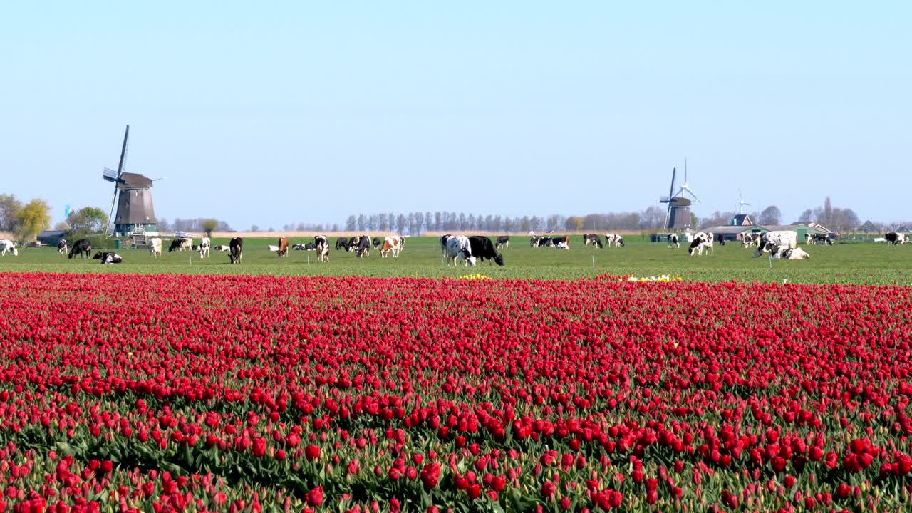 典型的荷兰景观，有风车、奶牛和郁金香视频素材