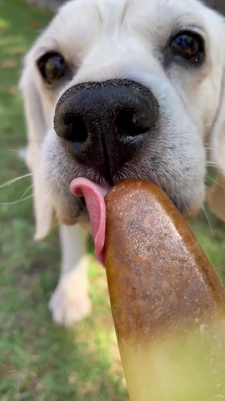 在炎热的夏天，小猎犬狗舔特殊狗冰淇淋的垂直视频。视频素材