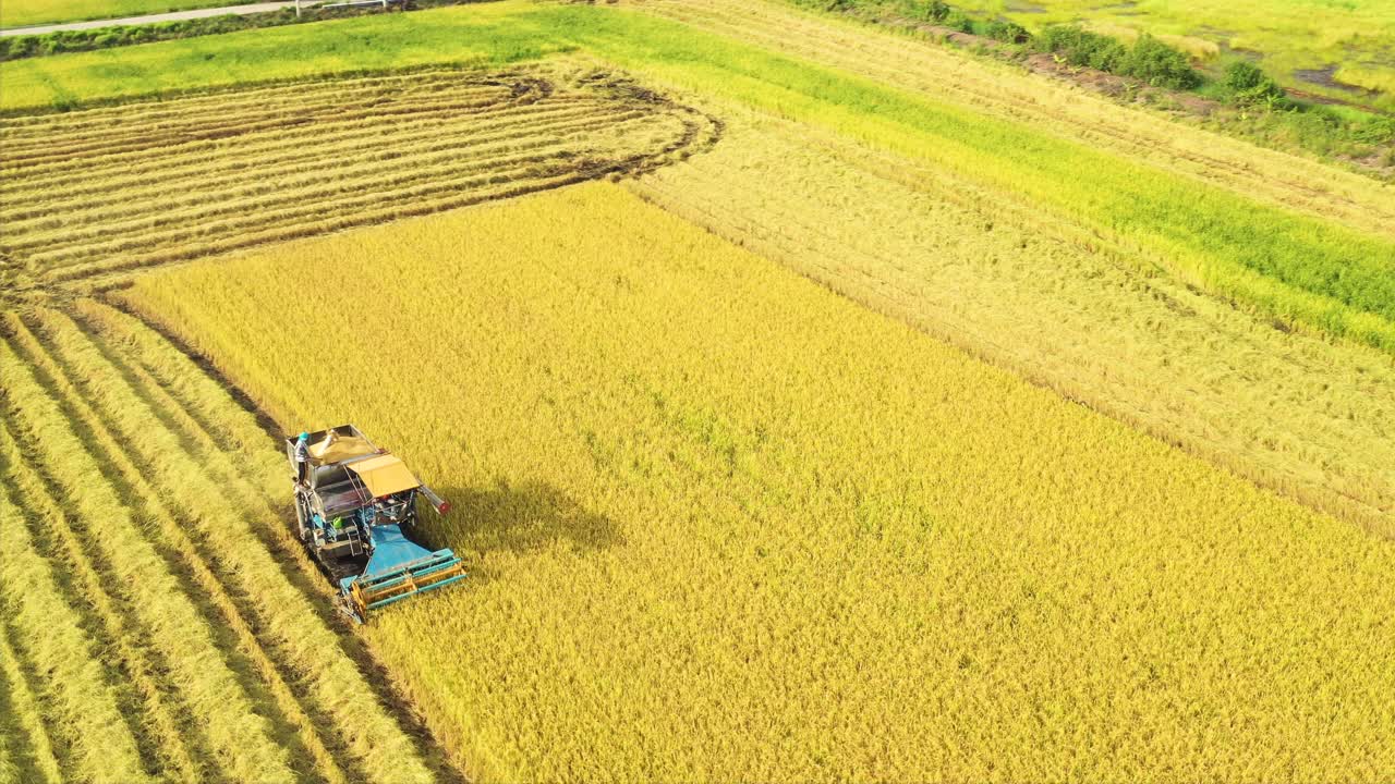 鸟瞰图的联合收割机在收获田，收获机司机切割作物在农田。视频素材