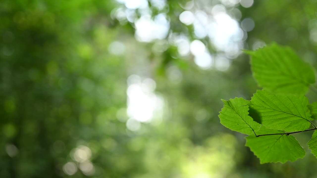 森林里新鲜的绿叶视频素材