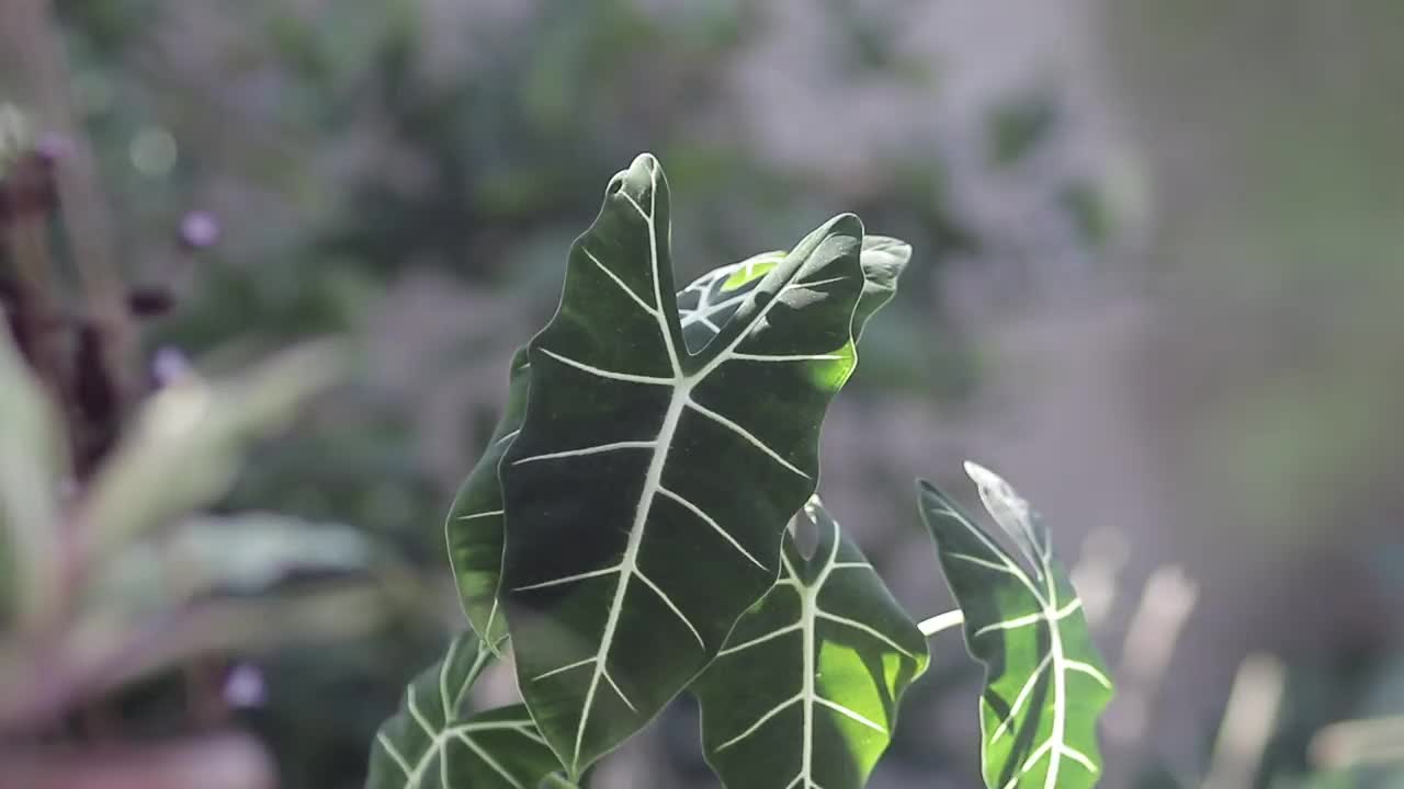 后院的盆栽植物视频素材