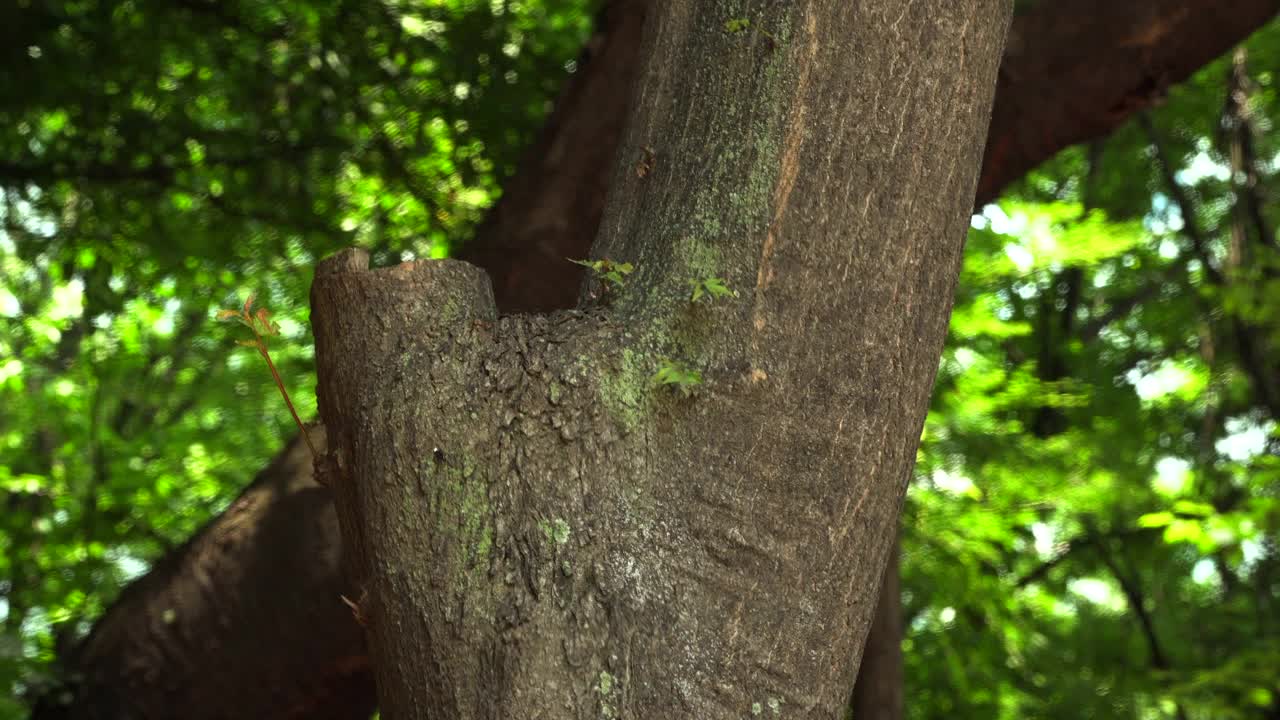 森林公园的树木/韩国视频素材