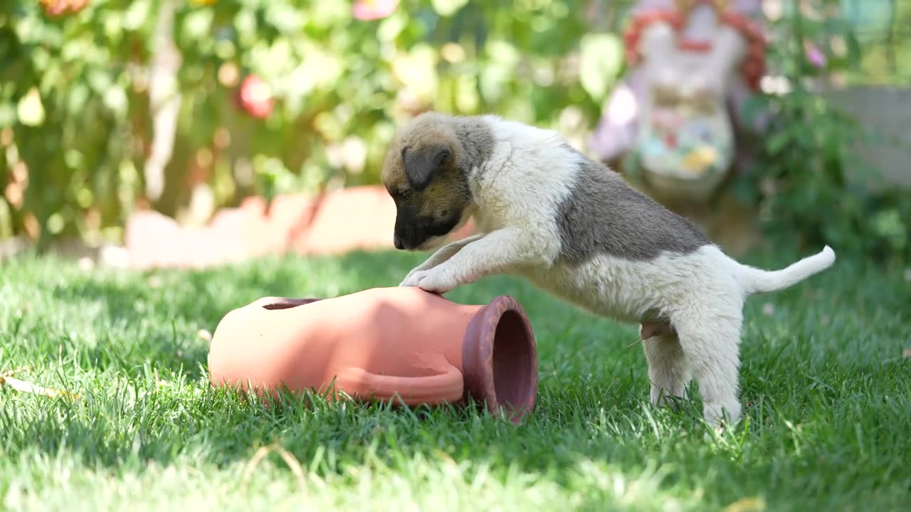 可爱的小牧羊犬小狗在花园里视频素材画面1