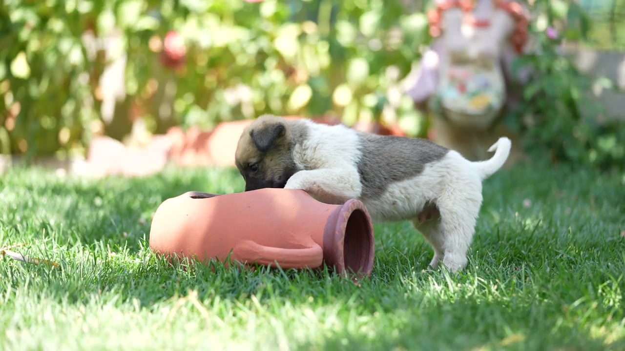 可爱的小牧羊犬小狗在花园里视频素材画面2