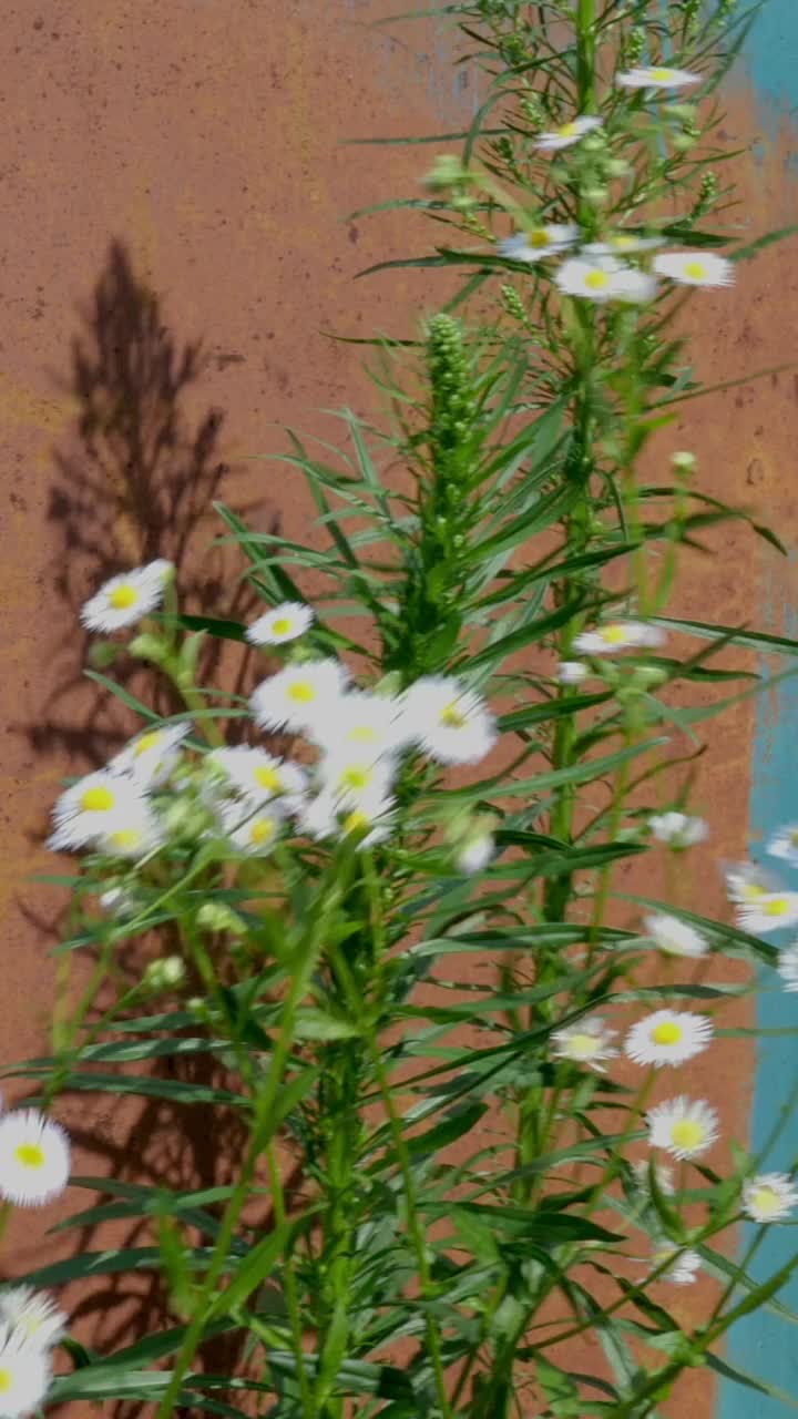 菊花、雏菊和其他野花在草丛中生长，长满了生锈的旧铁门，随风摇曳。视频素材