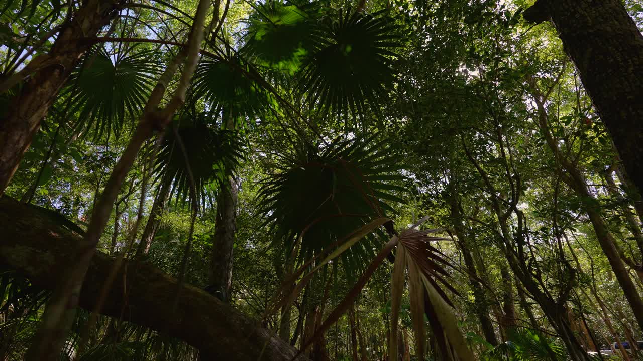 墨西哥的天然丛林。视频素材