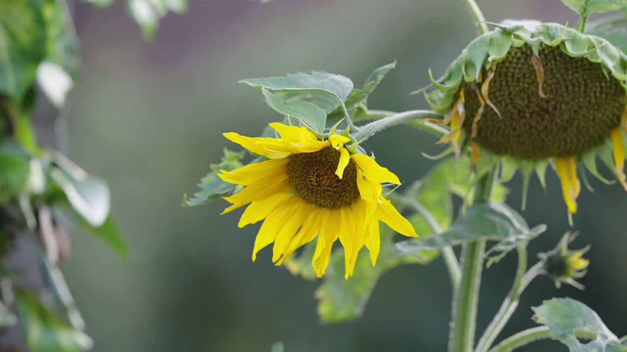 太阳花(Helianthus giganteus)和飞天草(Lathyrus odoratus视频素材