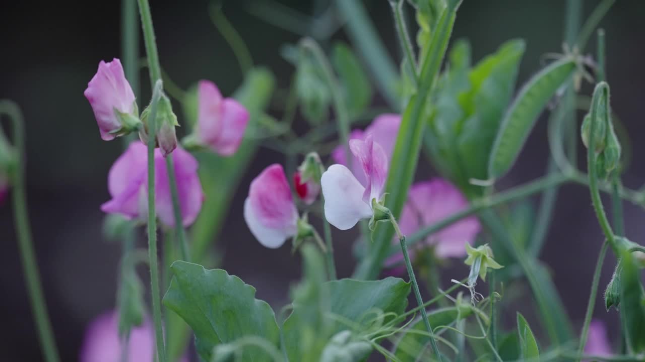 巨大的向日葵和甜豌豆视频素材