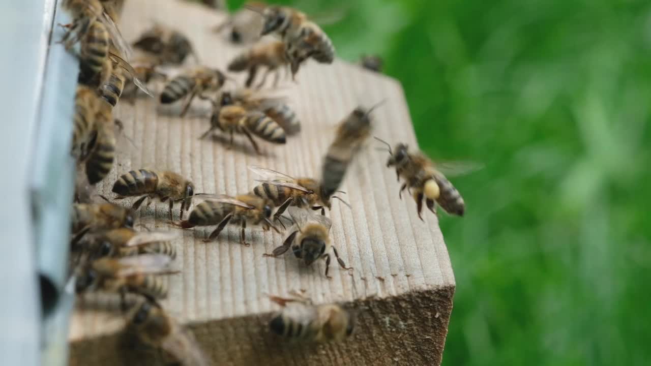 蜜蜂围着蜂箱转，把新鲜的花蜜和花粉放在蜂箱里。慢动作视频。养蜂场。视频素材