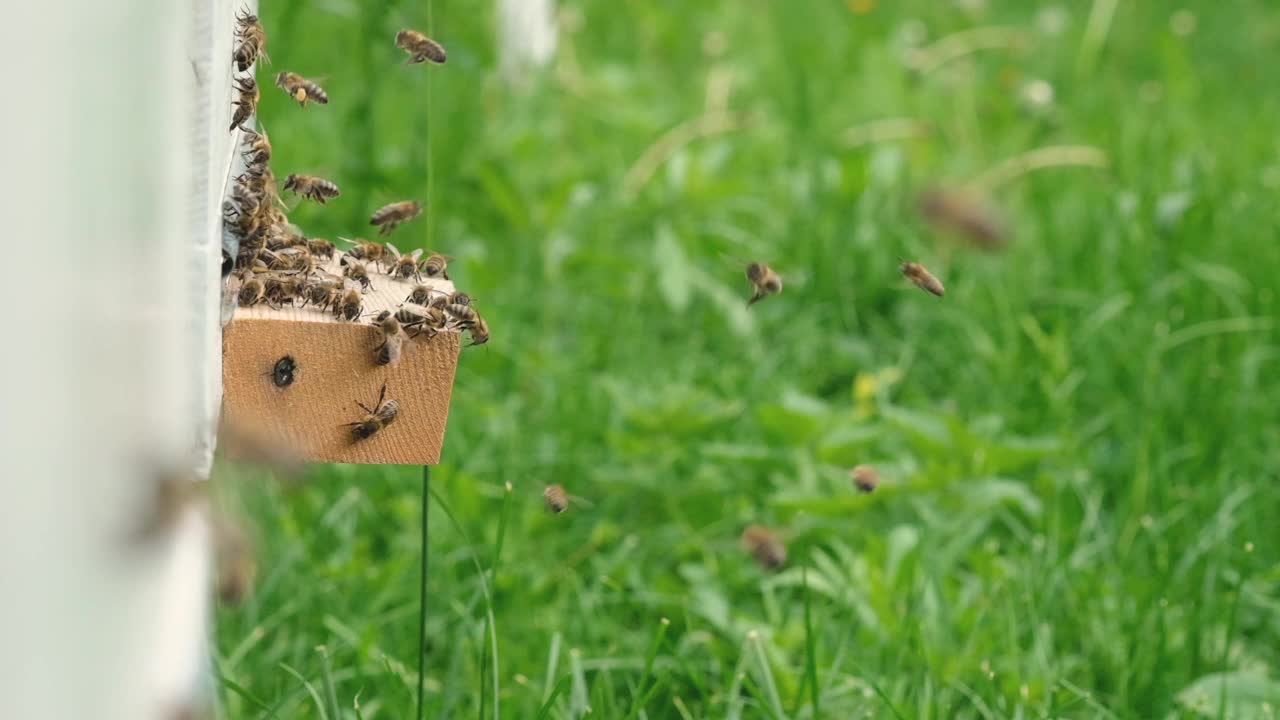 蜜蜂围着蜂箱转，把新鲜的花蜜和花粉放在蜂箱里。慢动作视频。养蜂场。视频素材