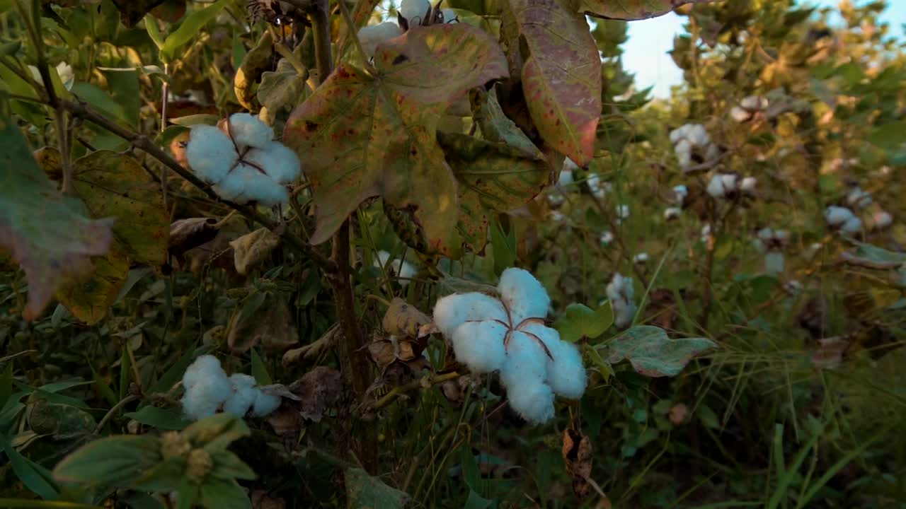 棉花植株上的新鲜棉花花视频下载