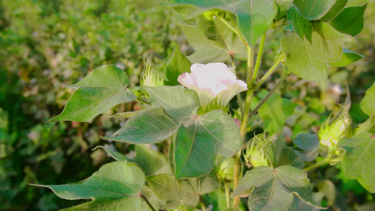 绿色棉花田背景植物的特写视频素材