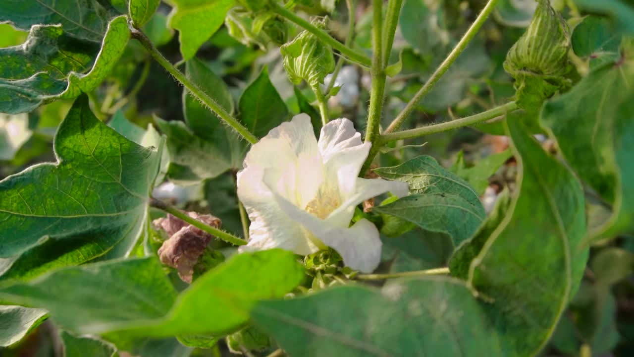 绿色棉花田背景植物的特写视频素材