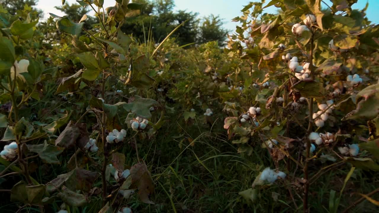 棉花植株上的新鲜棉花花视频素材