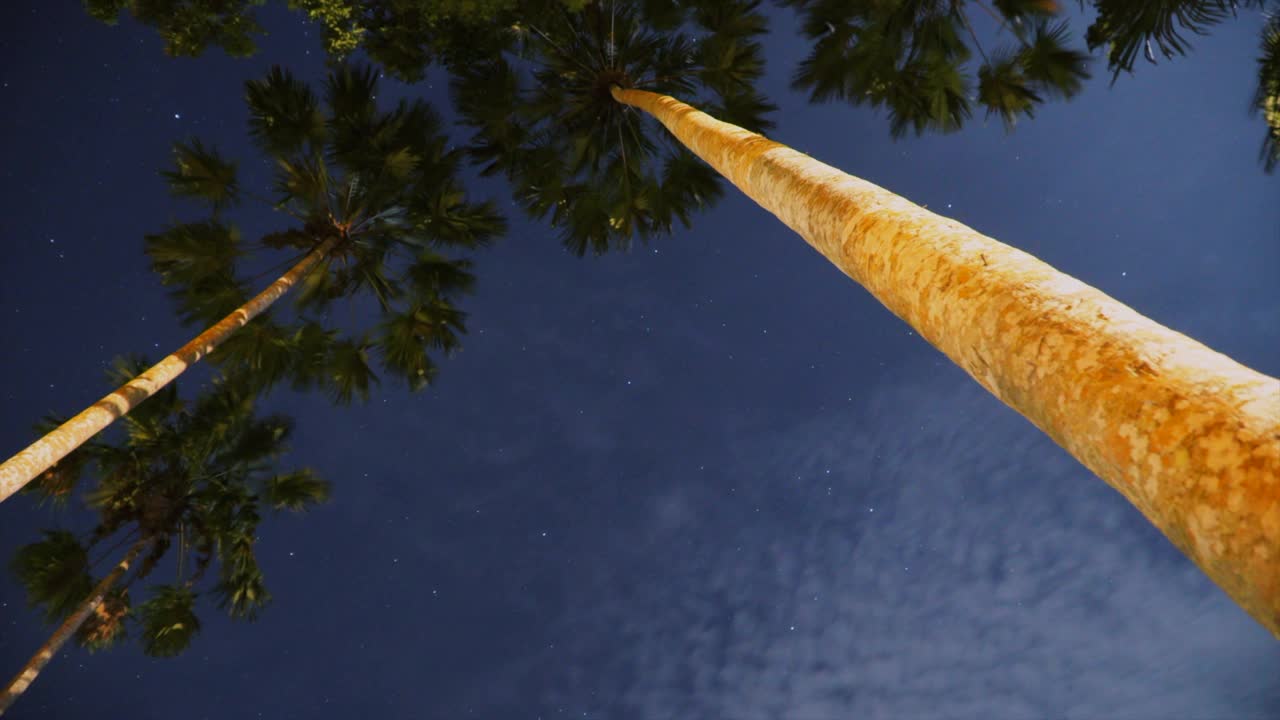 在夜空中，在热带雨林中行走的Bristlehead塔上的星星的延时镜头视频下载