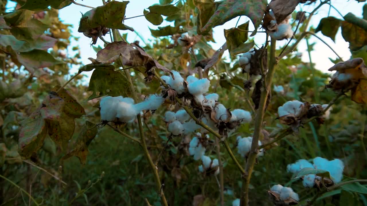 棉花植株上的新鲜棉花花视频下载