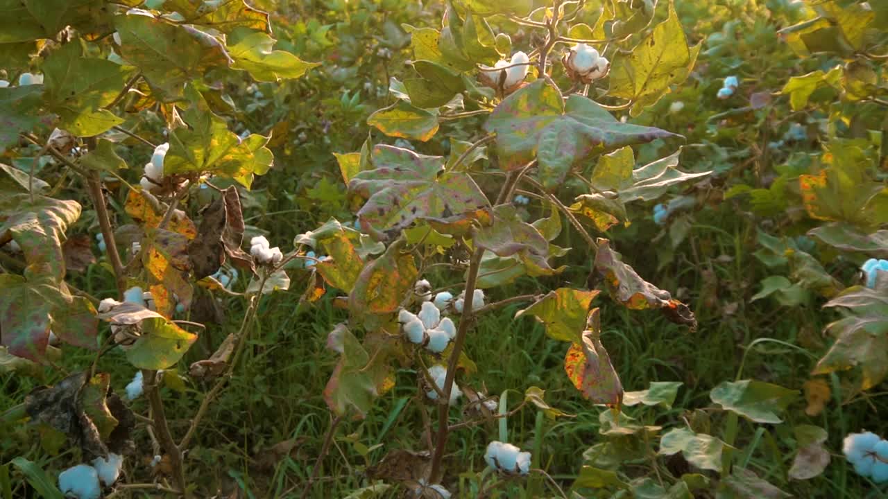 棉花植株上的新鲜棉花花视频下载