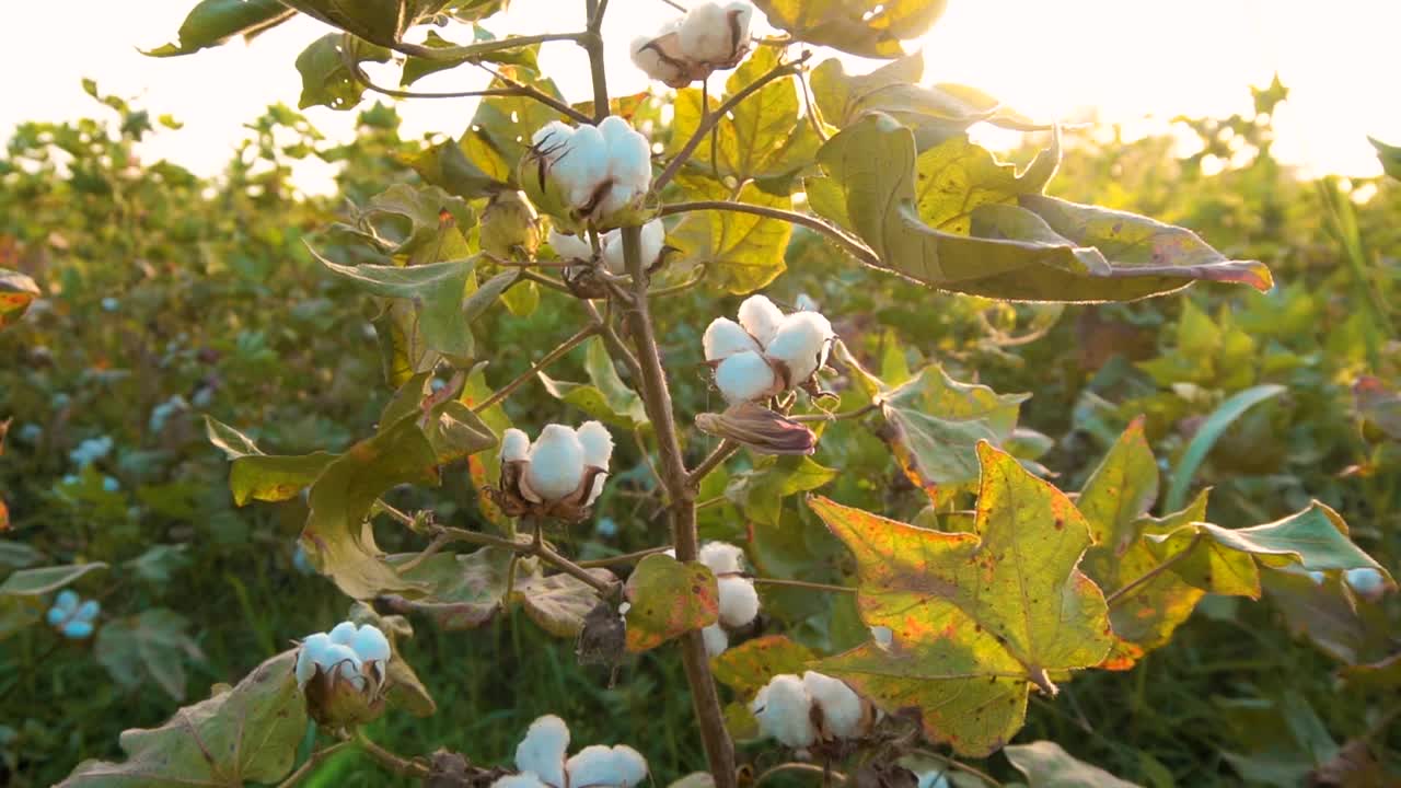 棉花植株上的新鲜棉花花视频下载