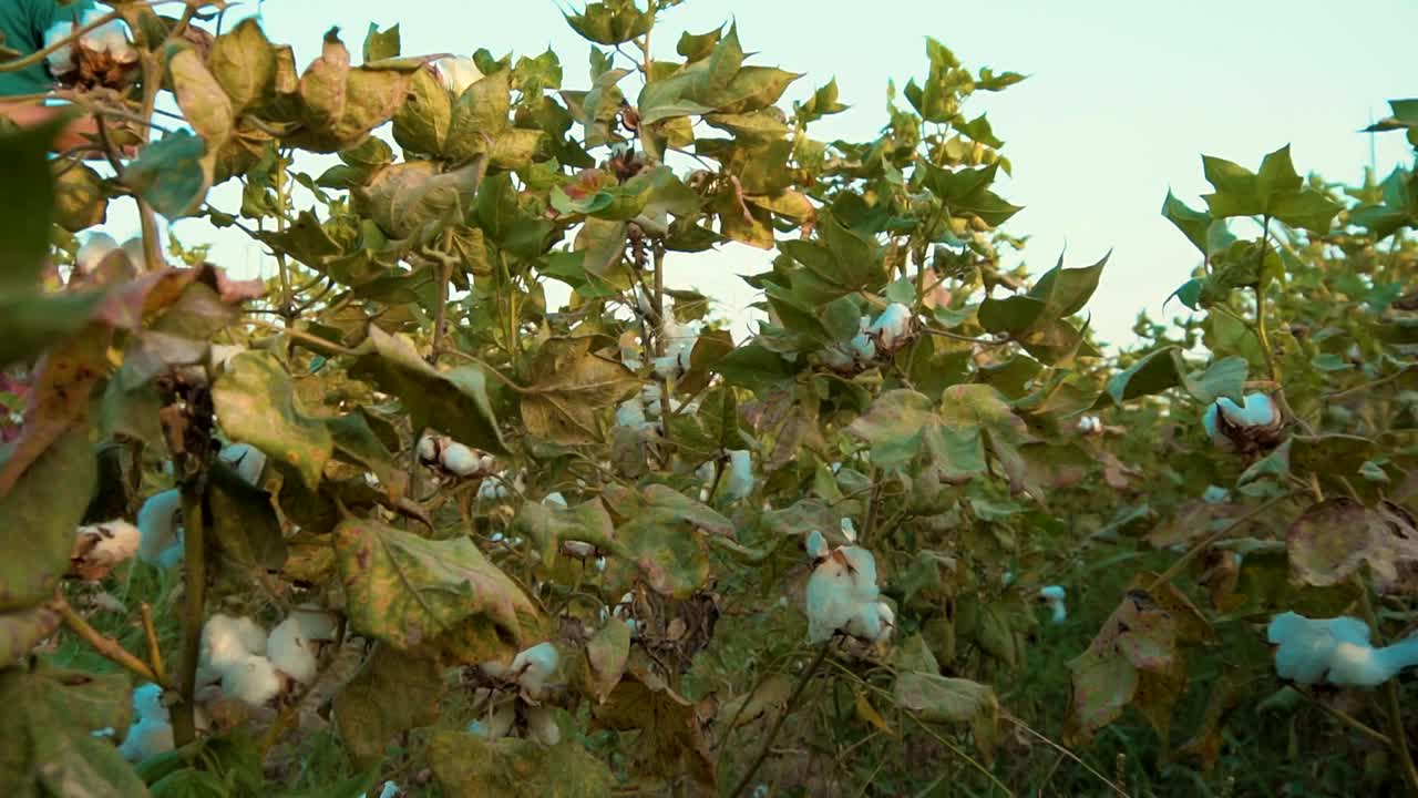 棉花植株上的新鲜棉花花视频下载