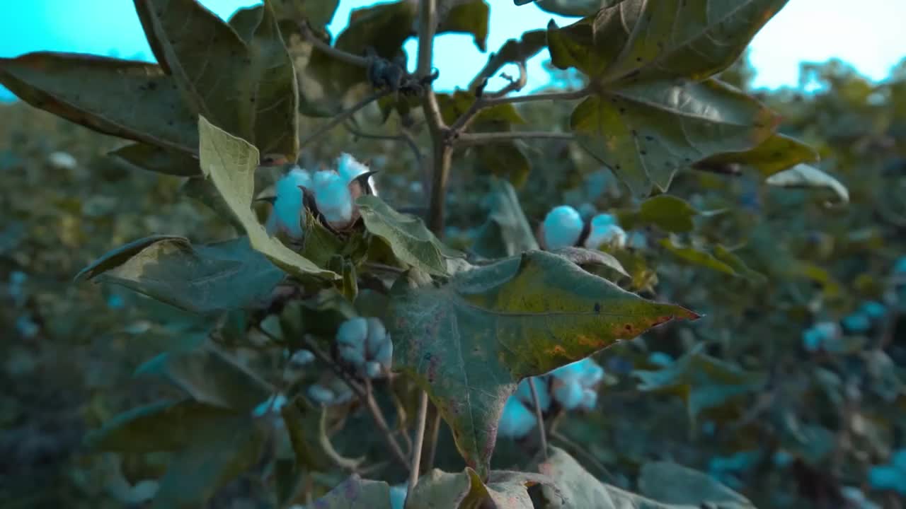 棉花植株上的新鲜棉花花视频素材