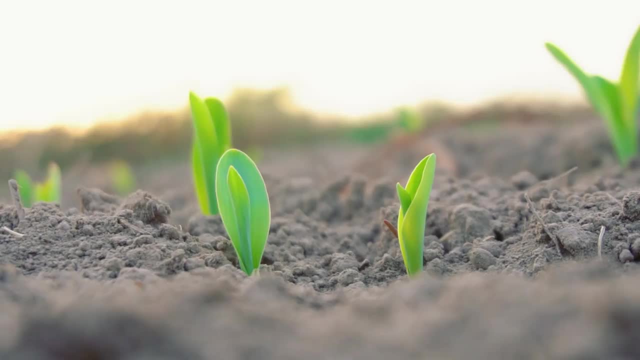 这张照片拍摄的是生机勃勃的绿色玉米幼苗，幼苗生长在深棕色肥沃潮湿的土壤上视频素材