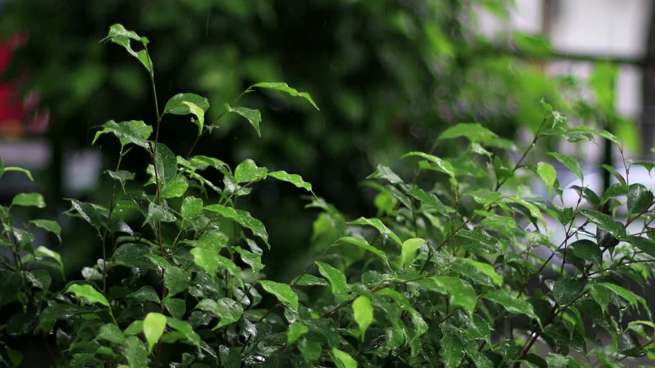 在降雨期间哭泣的无花果或榕树视频素材