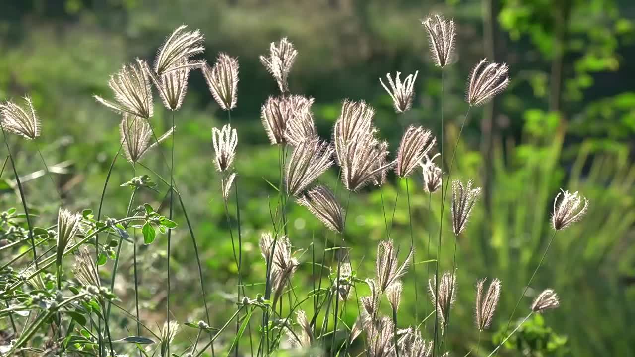 风中草视频下载