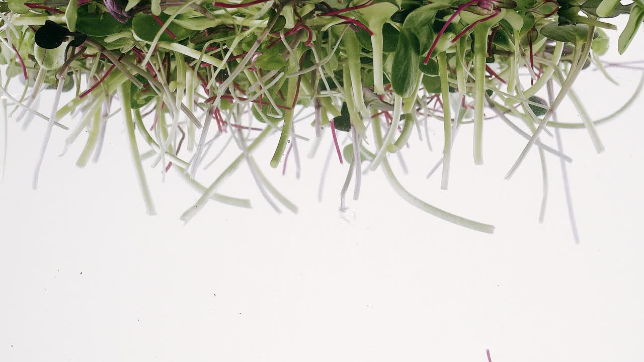 新鲜绿芽发芽黄瓜种子素食生新鲜食品有机生态视频素材