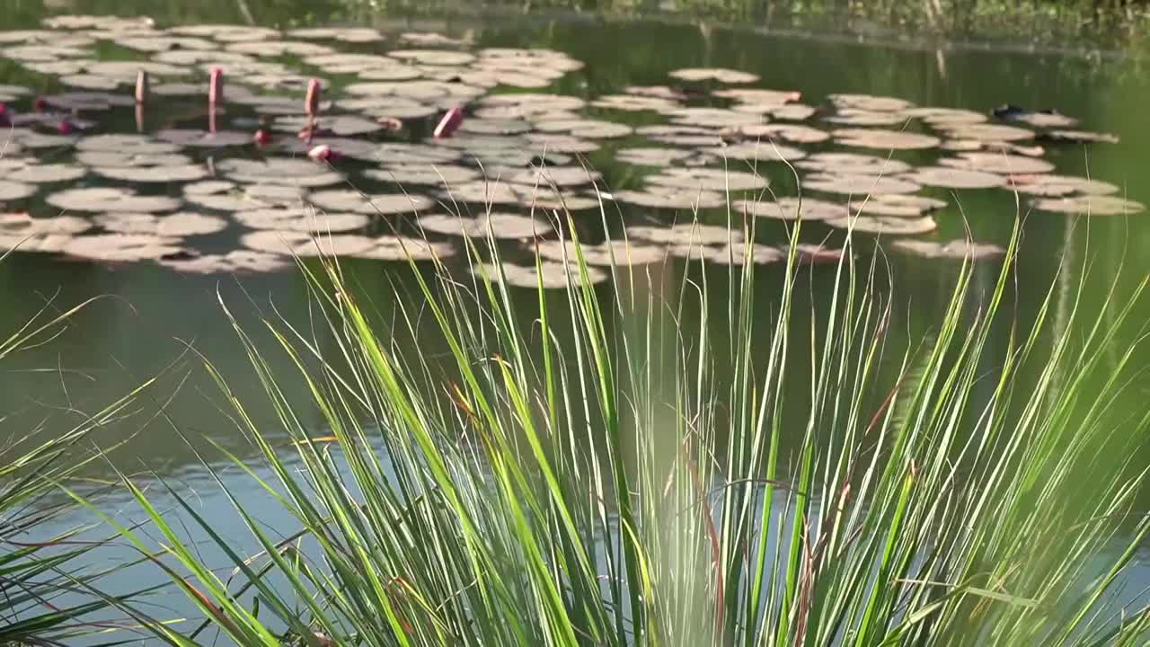 草被风吹过湖面视频素材