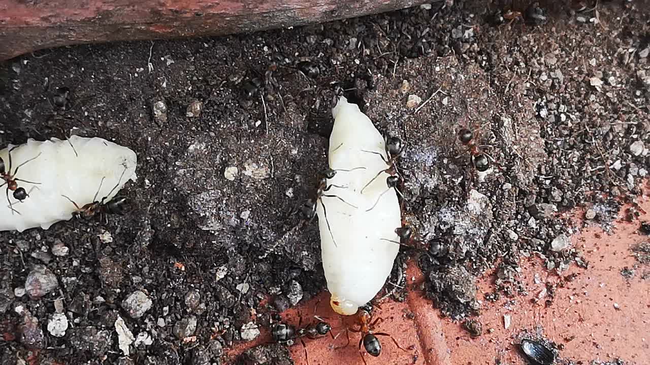 蚂蚁携带绒毛小绒螯蟹幼虫到蚁丘视频素材