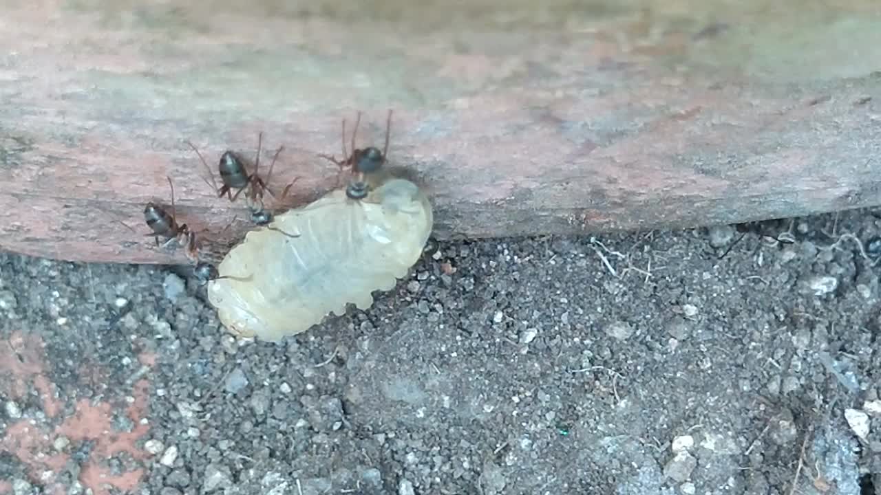 蚂蚁携带绒毛小绒螯蟹幼虫到蚁丘视频素材