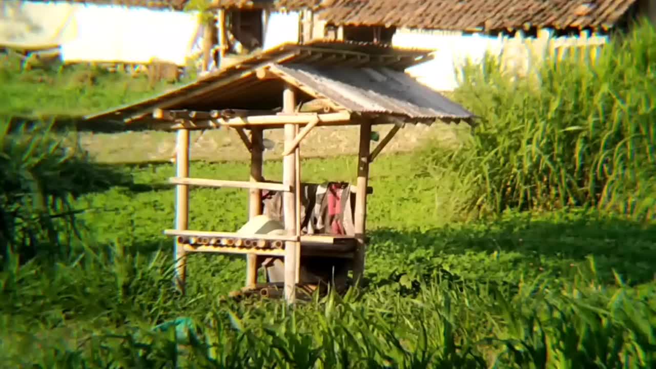 小屋就在稻田中间视频素材