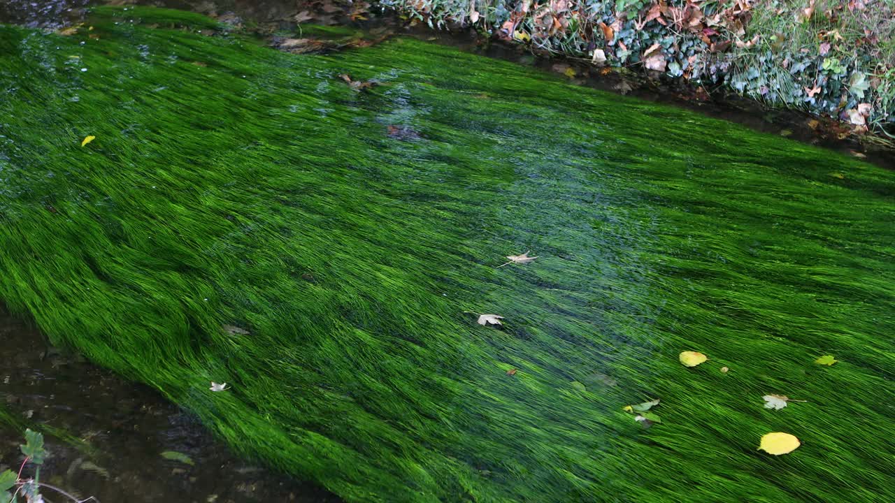 溪流，水生植物，淹没植物视频素材