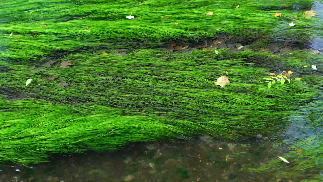 溪流，水生植物，淹没植物视频素材