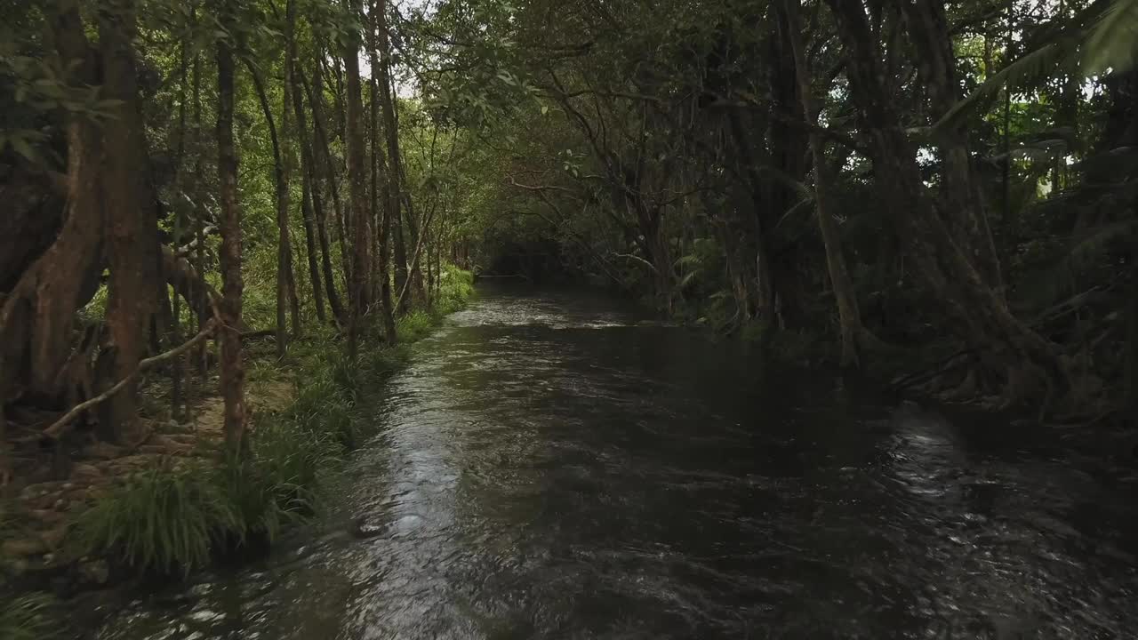 无人机鸟瞰澳大利亚昆士兰风景低水平的河流和森林视频素材