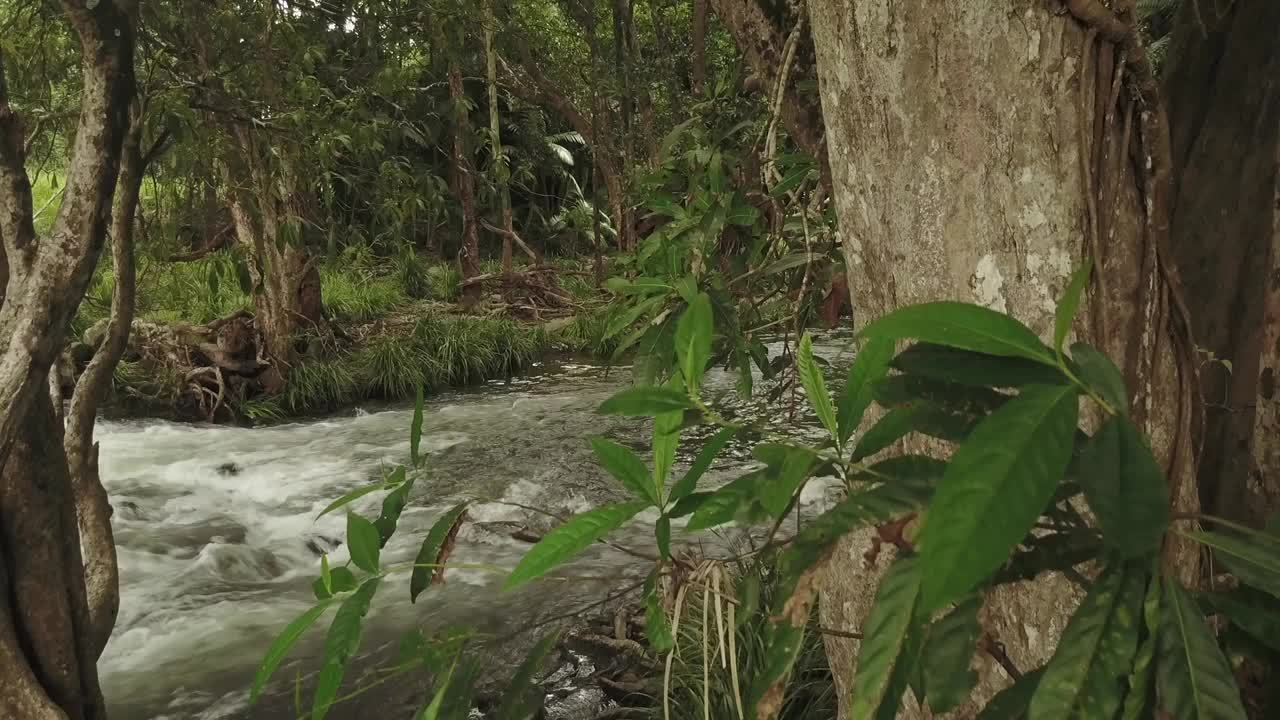 无人机鸟瞰澳大利亚昆士兰风景低水平的河流和森林视频素材