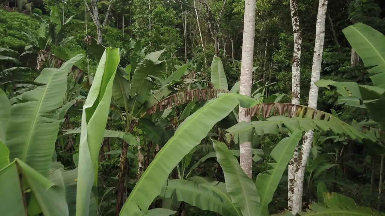 热带森林哥斯达黎加香蕉林无人机鸟瞰图视频素材