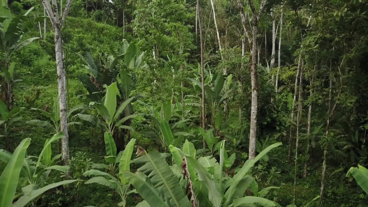 热带森林哥斯达黎加香蕉林无人机鸟瞰图视频素材