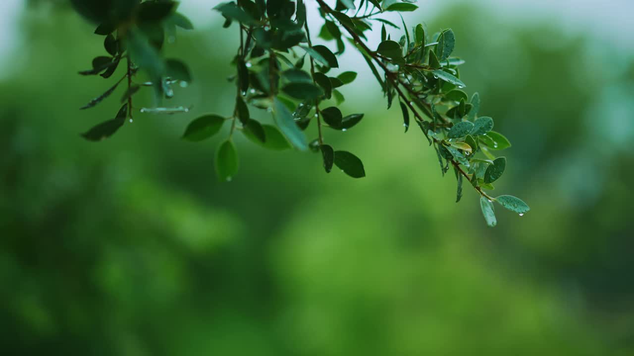 近距离雨落在树上。白天，雨落在树叶上。小雨落在小树上。绿色自然的概念。4 k的决议视频素材