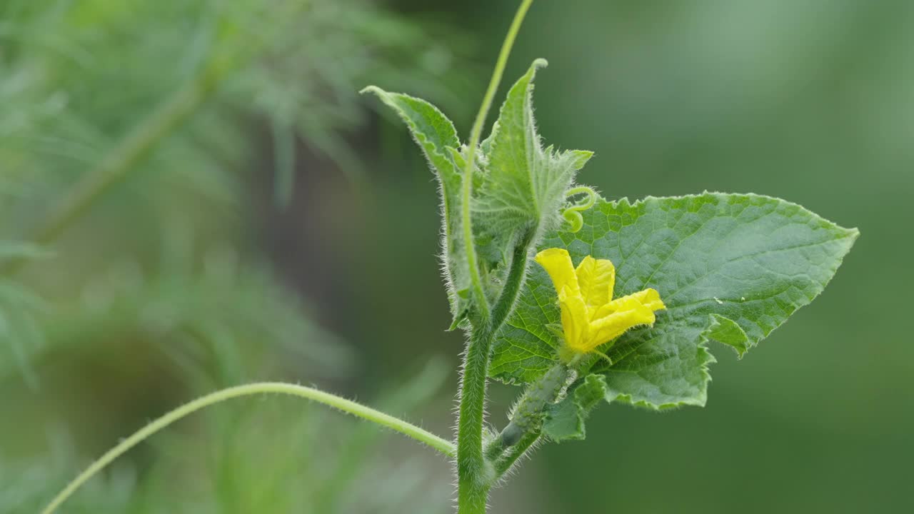 黄瓜花视频素材