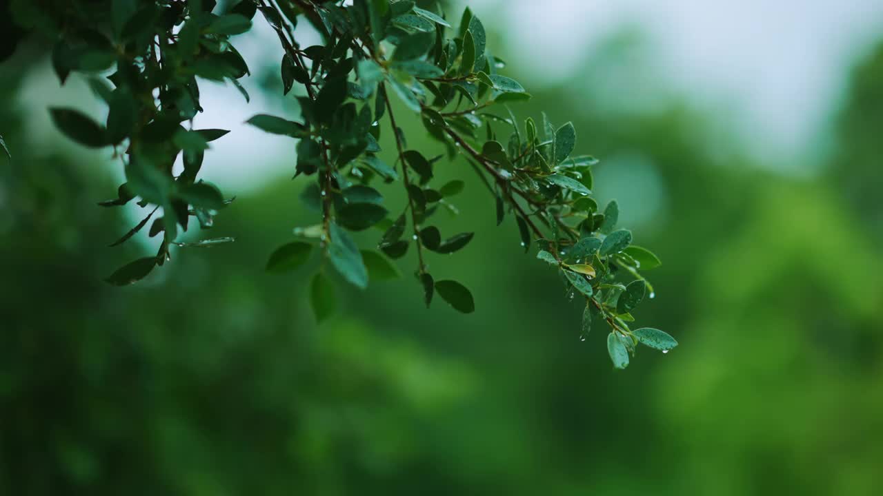 近距离雨落在树上。白天，雨落在树叶上。小雨落在小树上。绿色自然的概念。4 k的决议视频素材