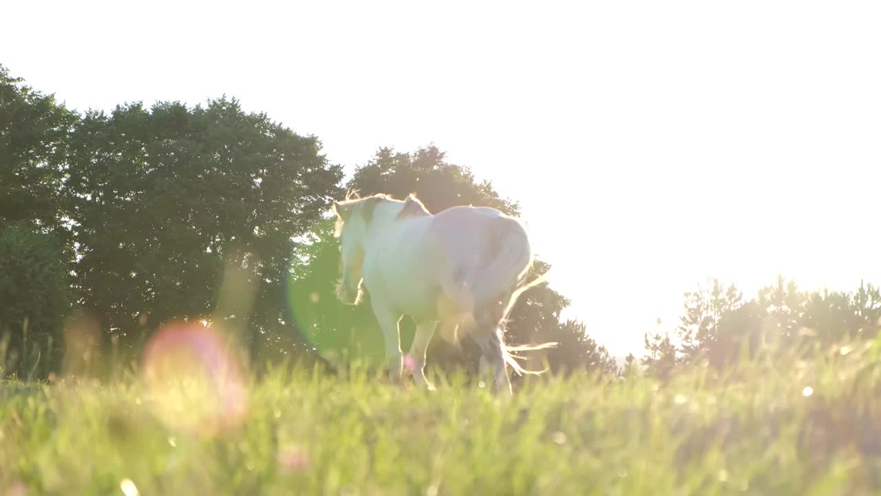 绿色草坪上可爱的白马。种马的日落。神奇的景观背景。视频素材