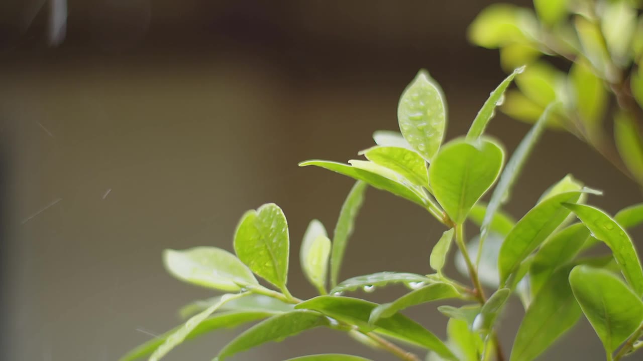 雨水雨水滴在绿叶植物上，热带森林的雨天，绿色自然生态理念视频素材画面1