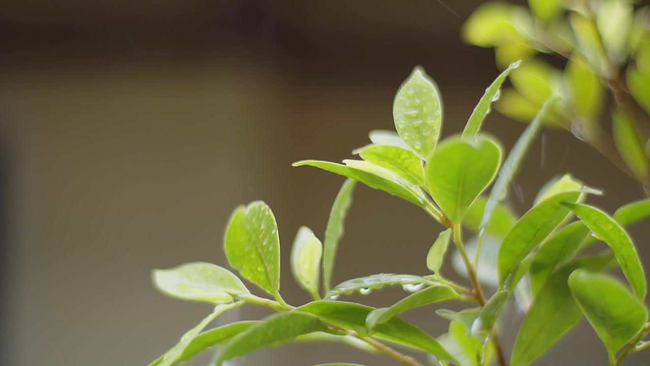 雨水雨水滴在绿叶植物上，热带森林的雨天，绿色自然生态理念视频素材画面2