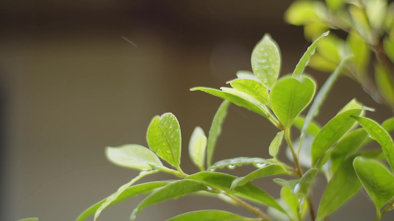 雨水雨水滴在绿叶植物上，热带森林的雨天，绿色自然生态理念视频素材画面3