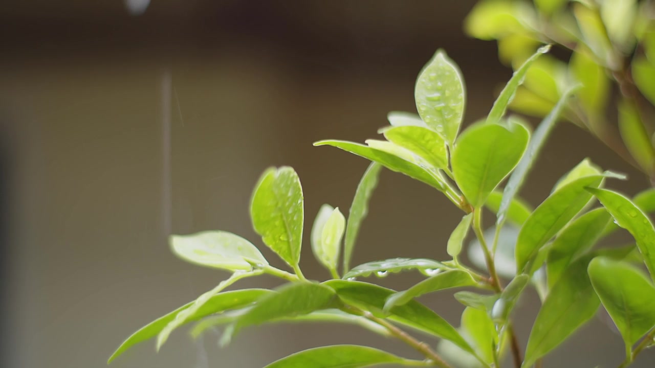 雨水雨水滴在绿叶植物上，热带森林的雨天，绿色自然生态理念视频素材画面4
