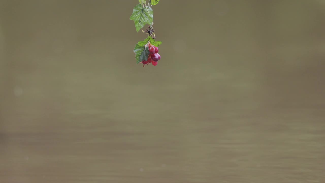 红嘴蓝喜鹊正在抓水果:葡萄视频素材