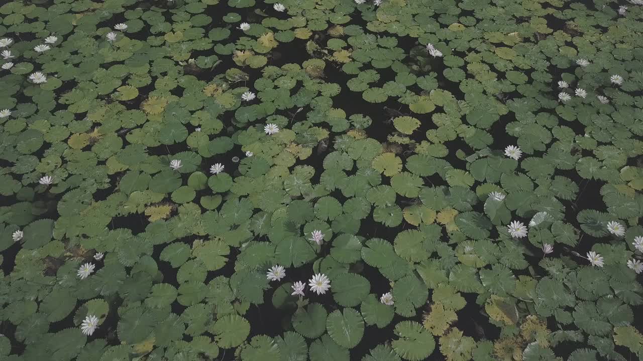 印度尼西亚达萨/巴厘岛寺的风景视频素材