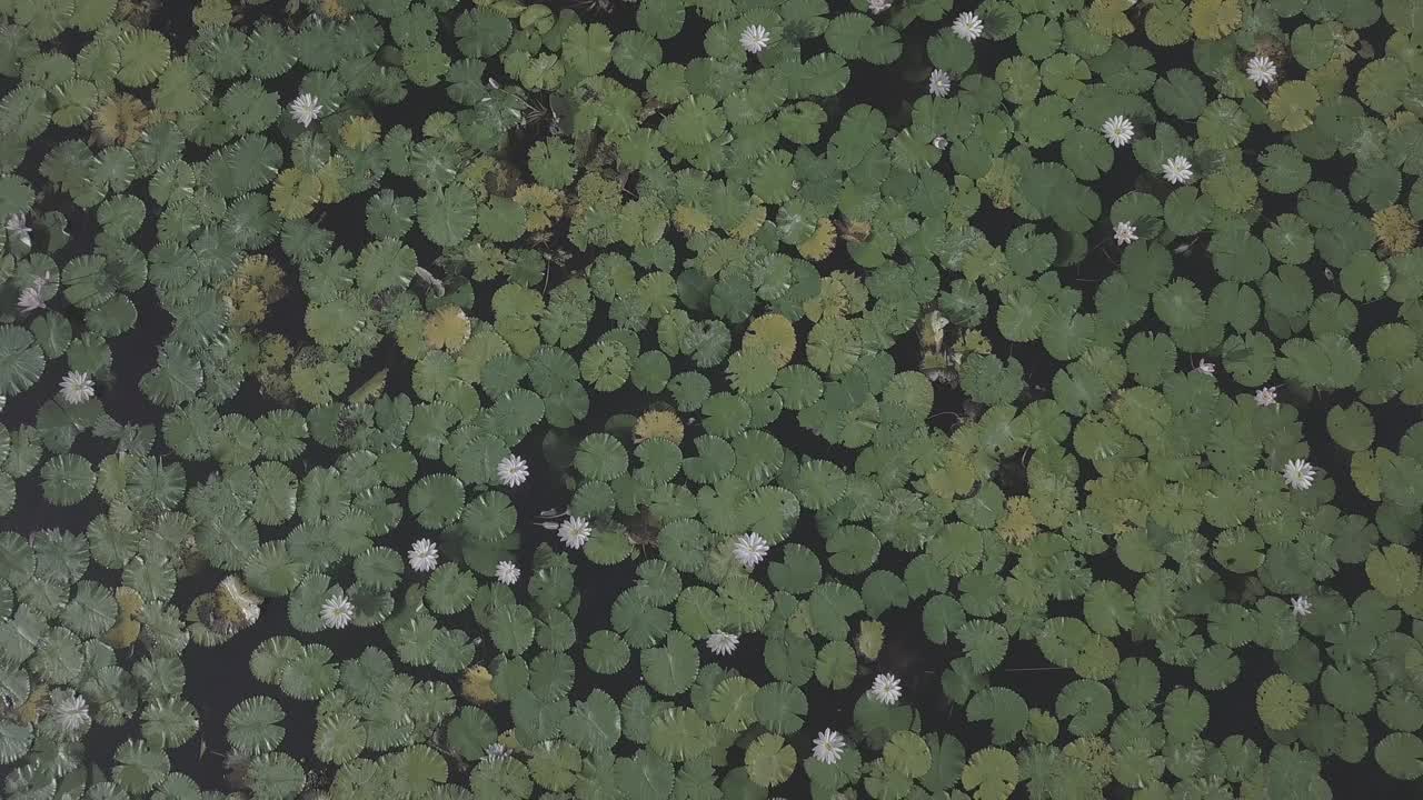 印度尼西亚达萨/巴厘岛寺的风景视频素材