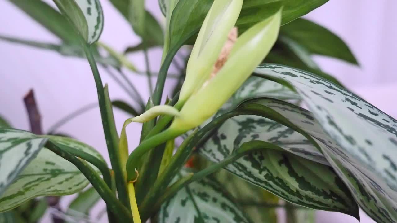 田螺观赏植物，室内装饰花，天然活田螺花，视频素材